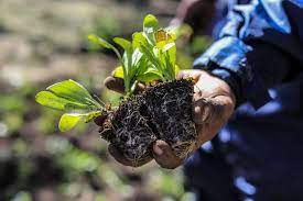 Conoc El Cronograma De Entrega De Plantines A Cambio De Ayuda Para El