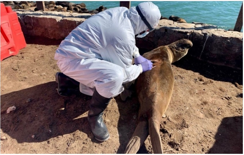 Bird flu: Sea lions, guanacos and hundreds of carcasses on the coast from Ushuaia to Necochea.